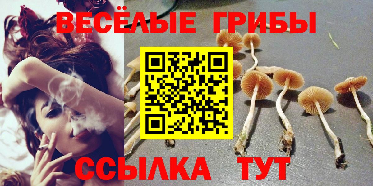Псилоцибиновые грибы Psilocybe Санкт-Петербург